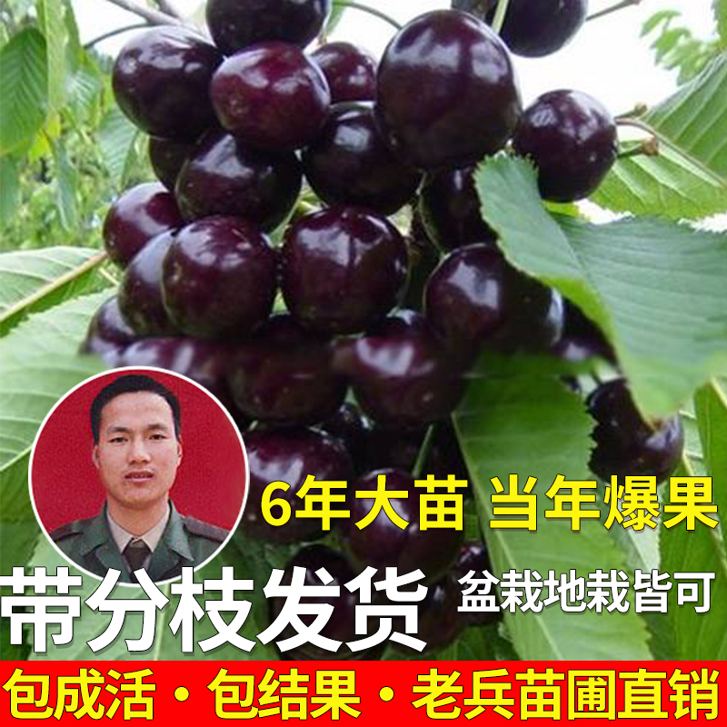 车厘子树苗特大樱桃树苖南北方种植庭院矮化盆栽果树果苗当年结果