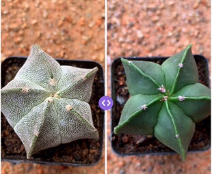 鸾凤玉三角四五角琉璃银砂仙人球多肉植物组合绿植花卉盆栽吸甲醛