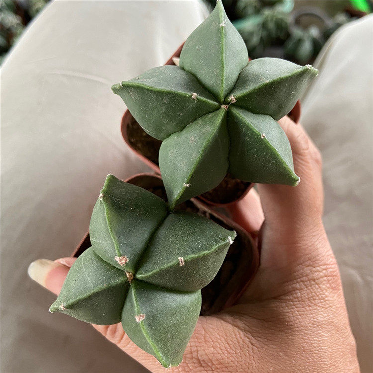 无刺精品多头仙人球幸运星鸾凤玉星兜老桩室内外实生懒人多肉绿植