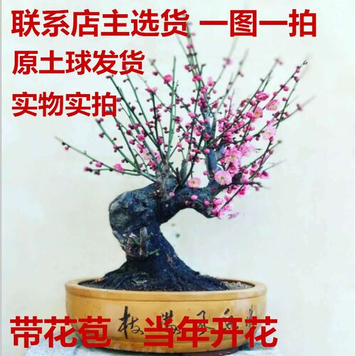 骨里红宫粉梅花原生盆栽