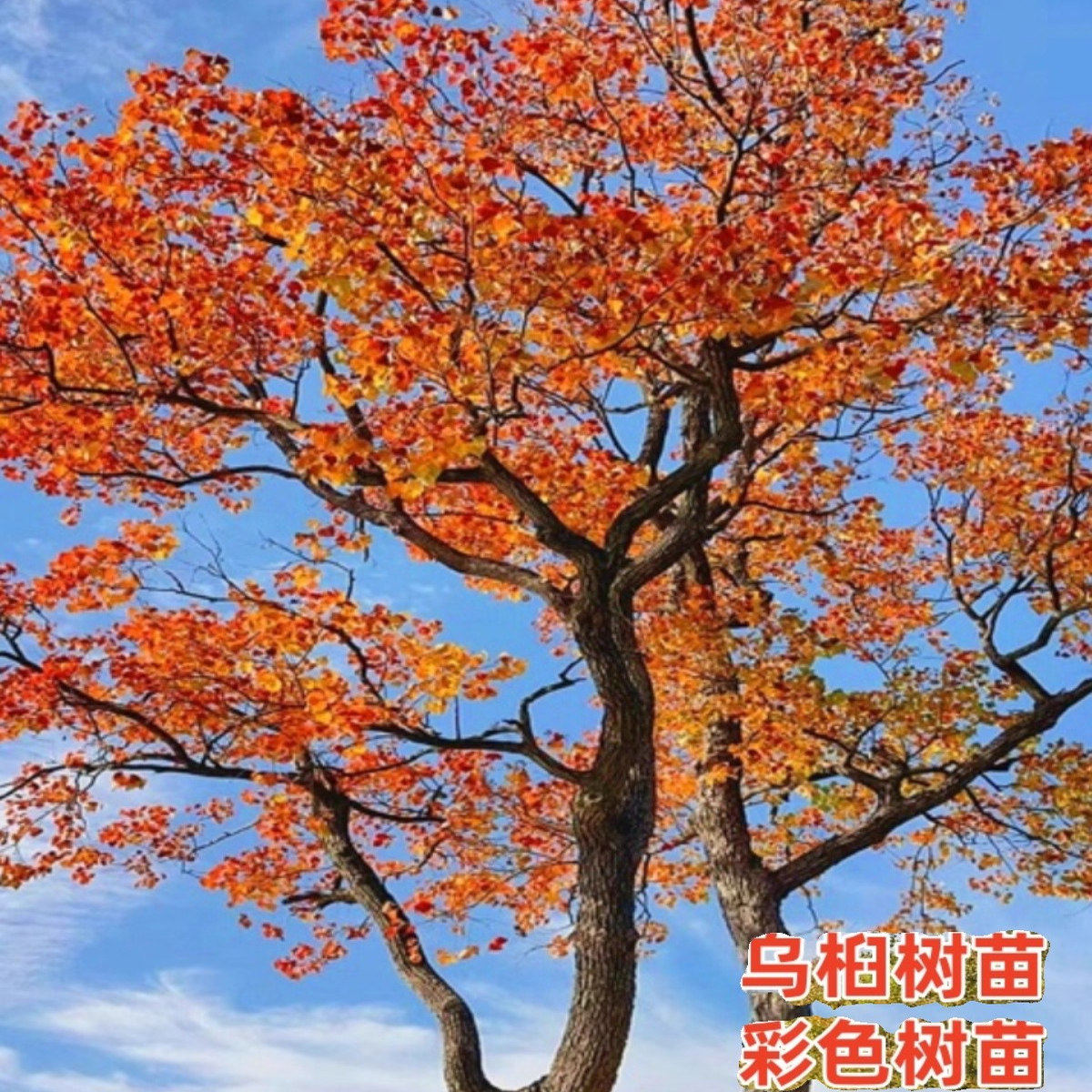 红叶乌桕树苗耐寒庭院风景