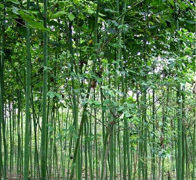 绿化苗木青桐梧桐青桐树苗中国梧桐梧桐树苗桐麻梧桐树风景观赏树