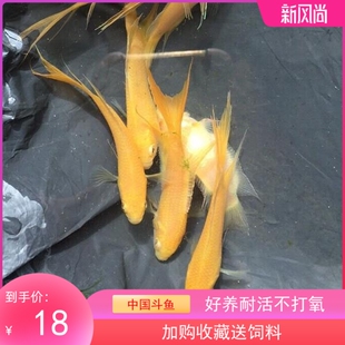 中国斗鱼 白化黄金叉尾斗鱼 玄黄斗鱼 白化黄金斗鱼 冷水鱼不打氧