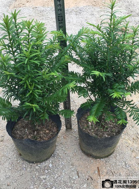 正宗南方红豆杉树苗盆栽四季常青植物公母盆景室内净化空耐寒绿植