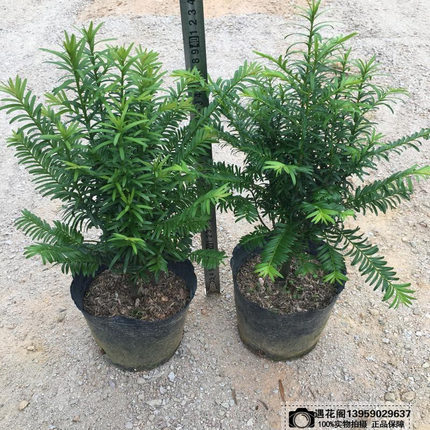 正宗南方红豆杉树苗盆栽四季常青植物公母盆景室内净化空耐寒绿植
