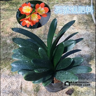 精品君子兰室内客厅桌面绿植圆头和尚盆栽老苗彩兰植物花苗带花苞