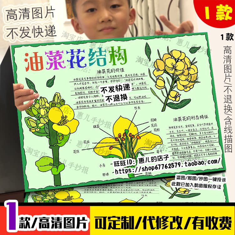 植物生长油菜花手抄报科学植物结构观察记录生物电子小报模版线稿