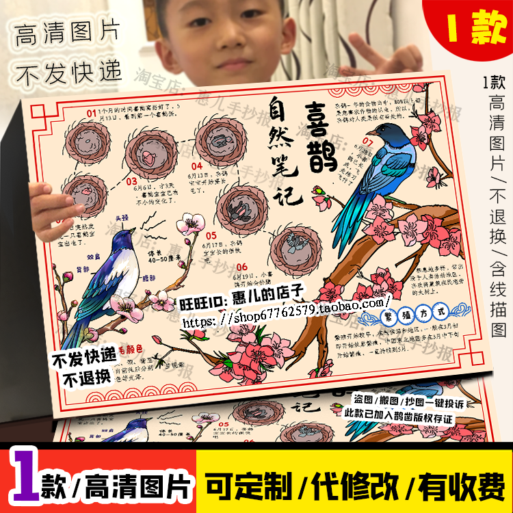 自然笔记喜鹊手抄报动物喜鹊生长记录生活习性生长环境小报线稿