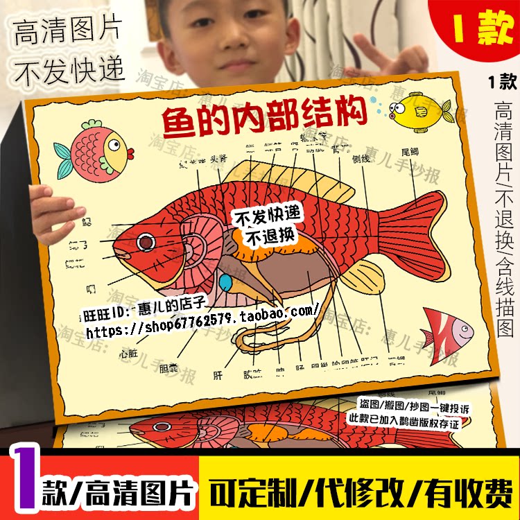 科学手抄报鱼的内部结构小报关于鱼的介绍绘画儿童画动物思维导图