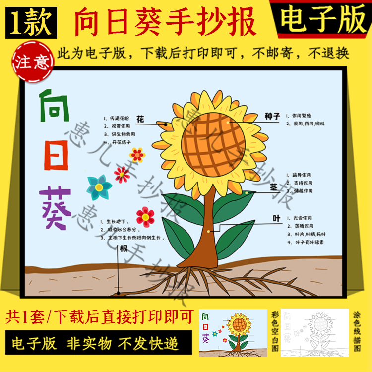 高清手绘向日葵小报植物生长手抄报模板电子版黑白线稿a348k 素材