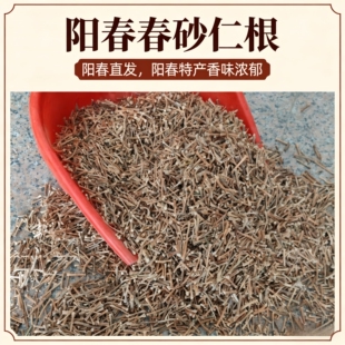 正宗阳春春砂仁根干农家自晒野生沙仁根春砂仁头食用煲汤