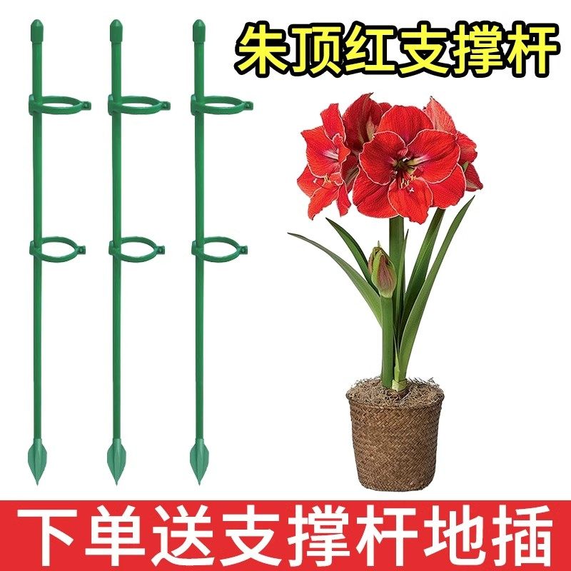 朱顶红番茄绣球龟背固定杆爬藤园艺花架花支撑架植物防倒伏支撑杆,鲜花速递/花卉仿真/绿植园艺,花架,淘宝优惠券,粉丝福利购,淘宝优惠卷