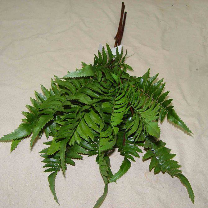 仿真叶材 精品观音蕨 绿色假植物 室内家居装饰单枝假花 摄影道具