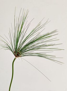 仿真伞莎草纸莎草针草喷泉草插花绿植装饰摆件家居手感软装样板间