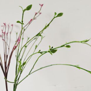 仿真植物春枝柳条树枝家居样板间酒店婚庆橱窗设计插花摆件龙须草