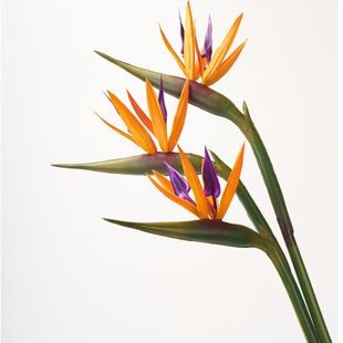 油画仿真天堂鸟PU鹤望兰高品质绿植花艺设计手感插花盆栽家居摆件