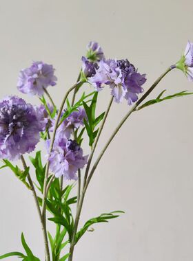 3头琥珀松虫草 轮峰菊 单枝假花 室内家居花艺 软装陈设 摄影道具