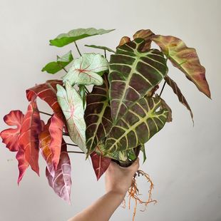 仿真绿植秋红七彩芋叶带根手感背景墙橱窗造景植物角森系装饰景观