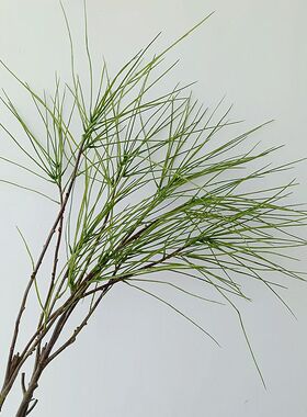 靓靓草样板房中国灯心草一支绿色手感1