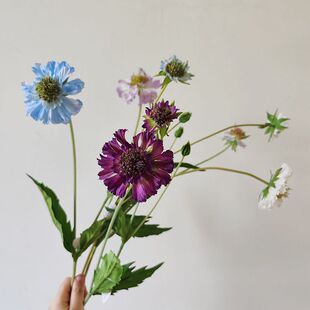 仿真花 松虫草 马兰花单枝假花 室内家居花艺 软装陈设 摄影道具