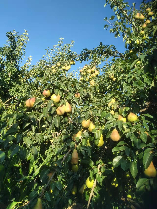 甘肃刘家峡巴梨当季水果新鲜放软吃软糯香甜香蕉梨现摘现发包邮