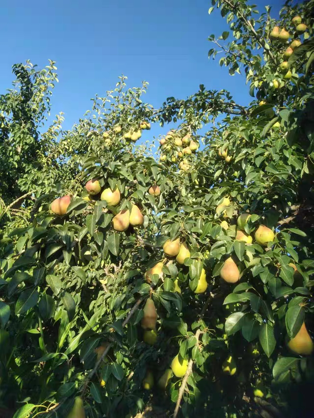 甘肃刘家峡巴梨当季水果新鲜放软吃软糯香甜香蕉梨现摘现发包邮