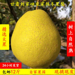 甘肃刘家峡热冬果大果子冬天吃的梨新鲜水果农家现摘带箱10斤包邮