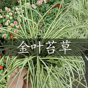 常绿观赏草金叶苔草金丝苔草银纹沿阶草盆栽苗多年生耐热庭院绿植