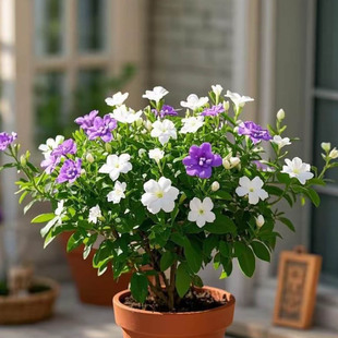 茉莉花双色茉莉花盆栽成都批发浓香型风车茉莉易成活阳台绿植树苗