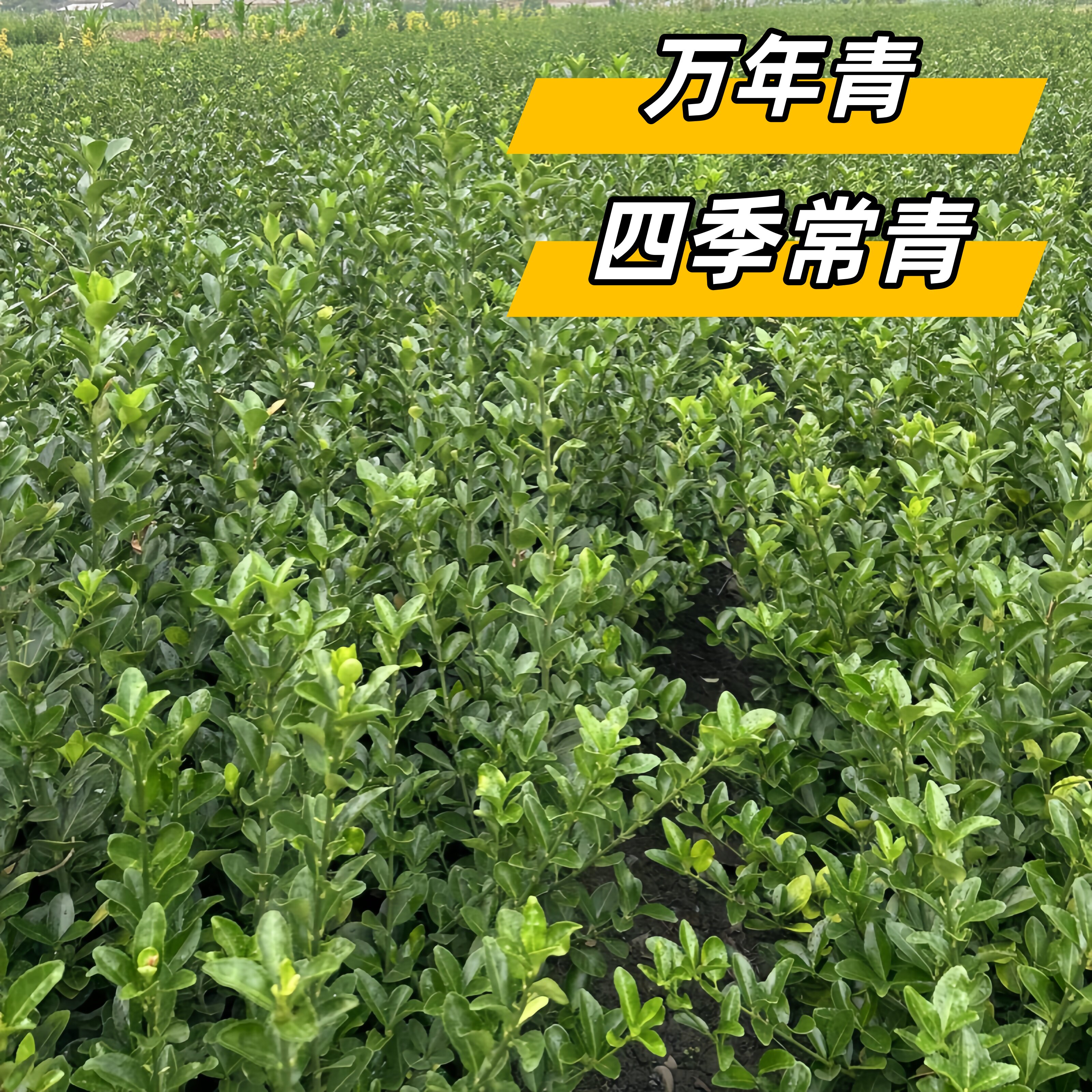 四季常青耐寒耐旱万年青大叶黄杨庭院围墙篱笆植物耐旱好养活绿植