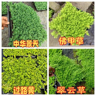 熊猫堇姬岩垂草佛甲草过路黄绿植中华景天花卉新西兰半边莲翠云草