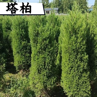 松柏树苗带土塔柏柏树基地直发四季常青大号树苗绿植园林道路绿化