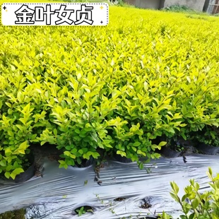 金叶女贞树苗四季常青不落叶庭院绿篱彩色花镜耐寒耐热植物抗虫害