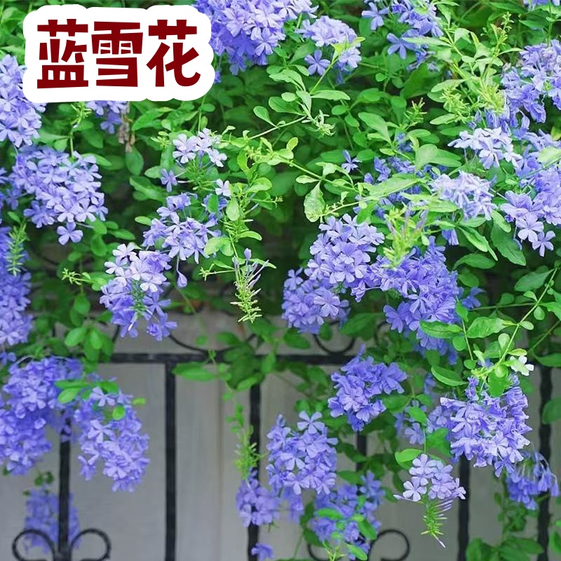 蓝雪花耐热阳台可爬藤绣球