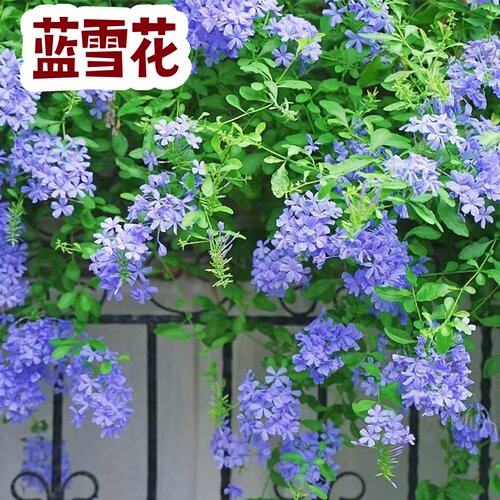 蓝雪花耐热阳台可爬藤绣球
