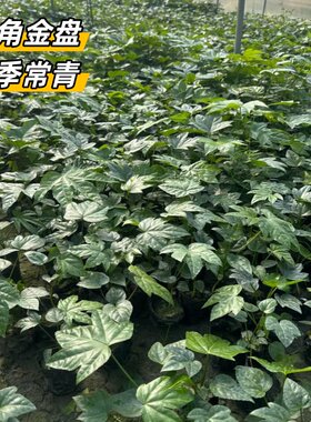 八角金盘树苗室内好养耐寒耐热