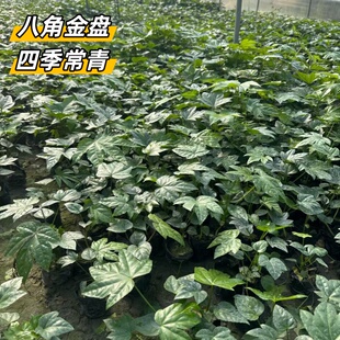 八角金盘树苗原盆原土室内好养易活耐寒耐热四季常青庭院盆栽绿植