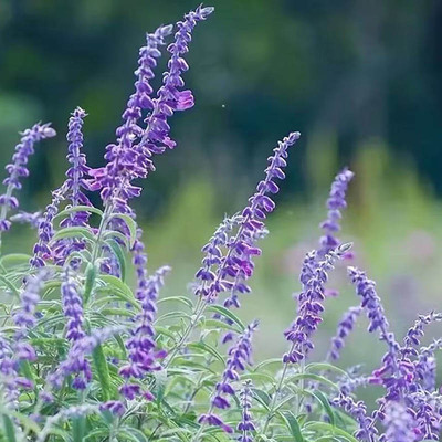花镜墨西哥鼠尾草林荫鼠尾草