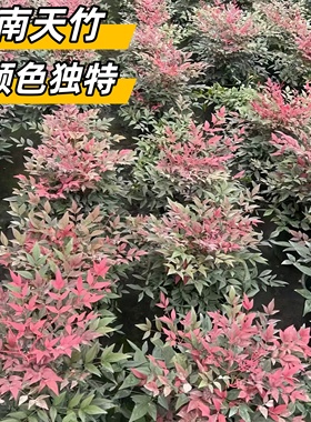 火焰南天竹盆栽客厅真树苗室内外庭院老桩竹子盆景耐寒花卉绿植物