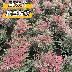 火焰南天竹盆栽客厅真树苗室内外庭院老桩竹子盆景耐寒花卉绿植物