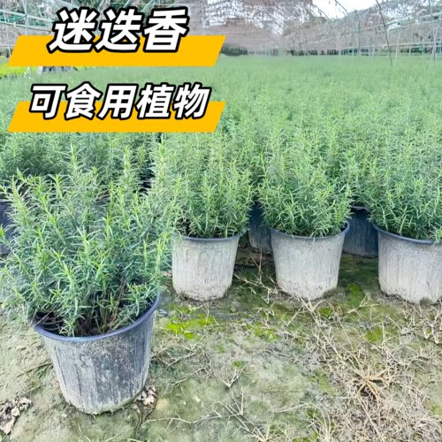 迷迭香苗盆栽可食用室内驱蚊