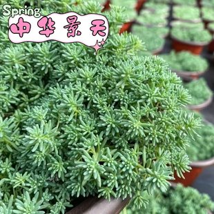 中华景天薄雪万年草常青耐寒耐旱多肉植庭院假山绿化花镜地铺植物