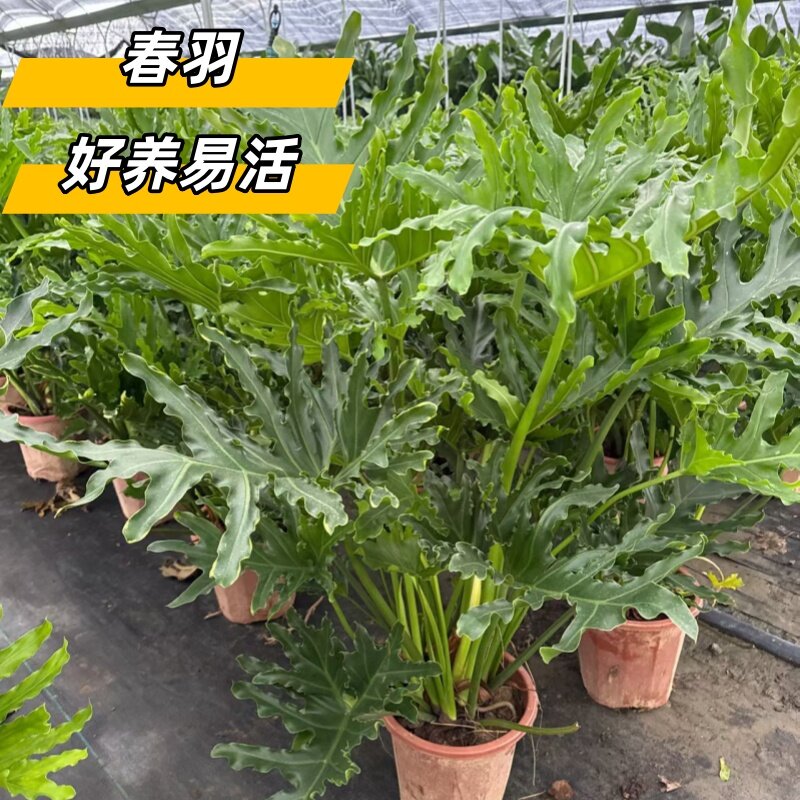 水培植物春羽盆栽蔓绿绒室内龙鳞春雨绿植常青小天使好养办公桌面