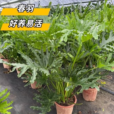 龙鳞春羽盆栽净化空气观叶绿植