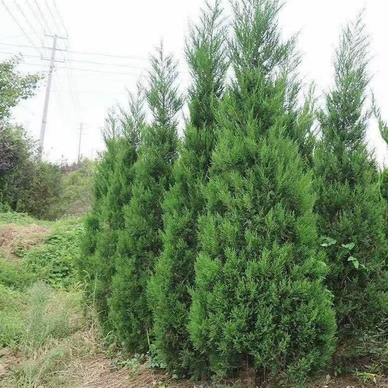 塔柏树苗耐寒长绿植物基地直销