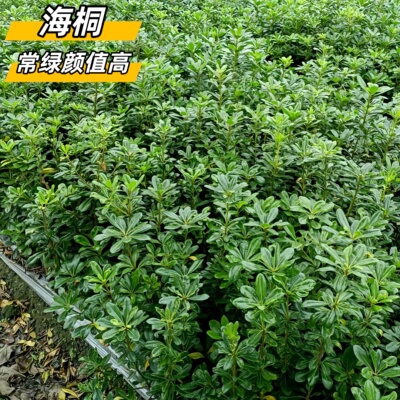 海桐小苗园林绿植耐寒耐热驱蚊