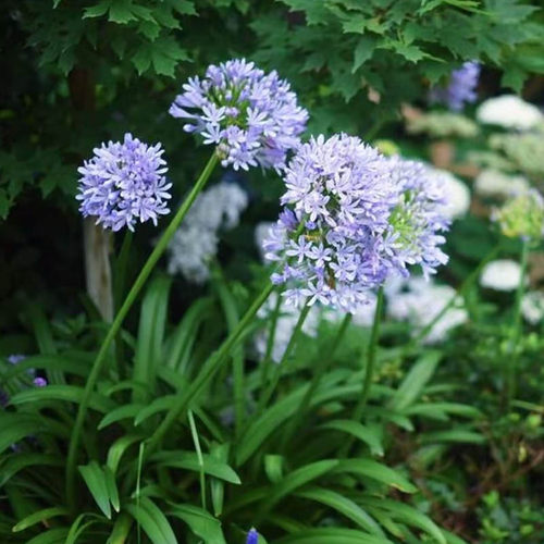 成都百子莲基地直销四季易活耐热