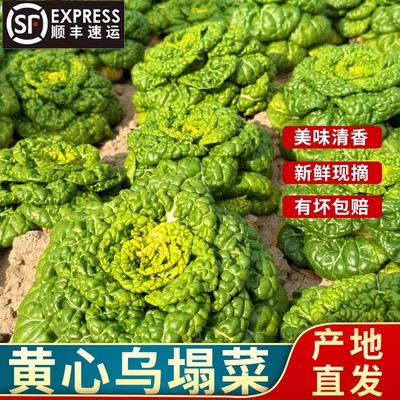 发顺丰常熟正宗黄心乌塌菜5斤装 当季新鲜现摘黄乌塌菜黄心菜