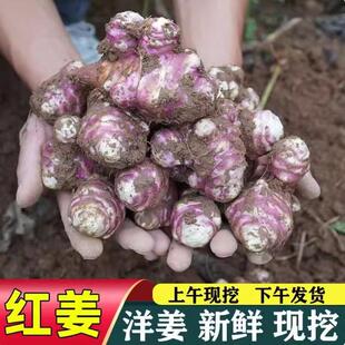 现货新鲜红皮洋姜种子鬼子姜不辣生菊芋泡菜腌制菜蔬菜5斤装产地