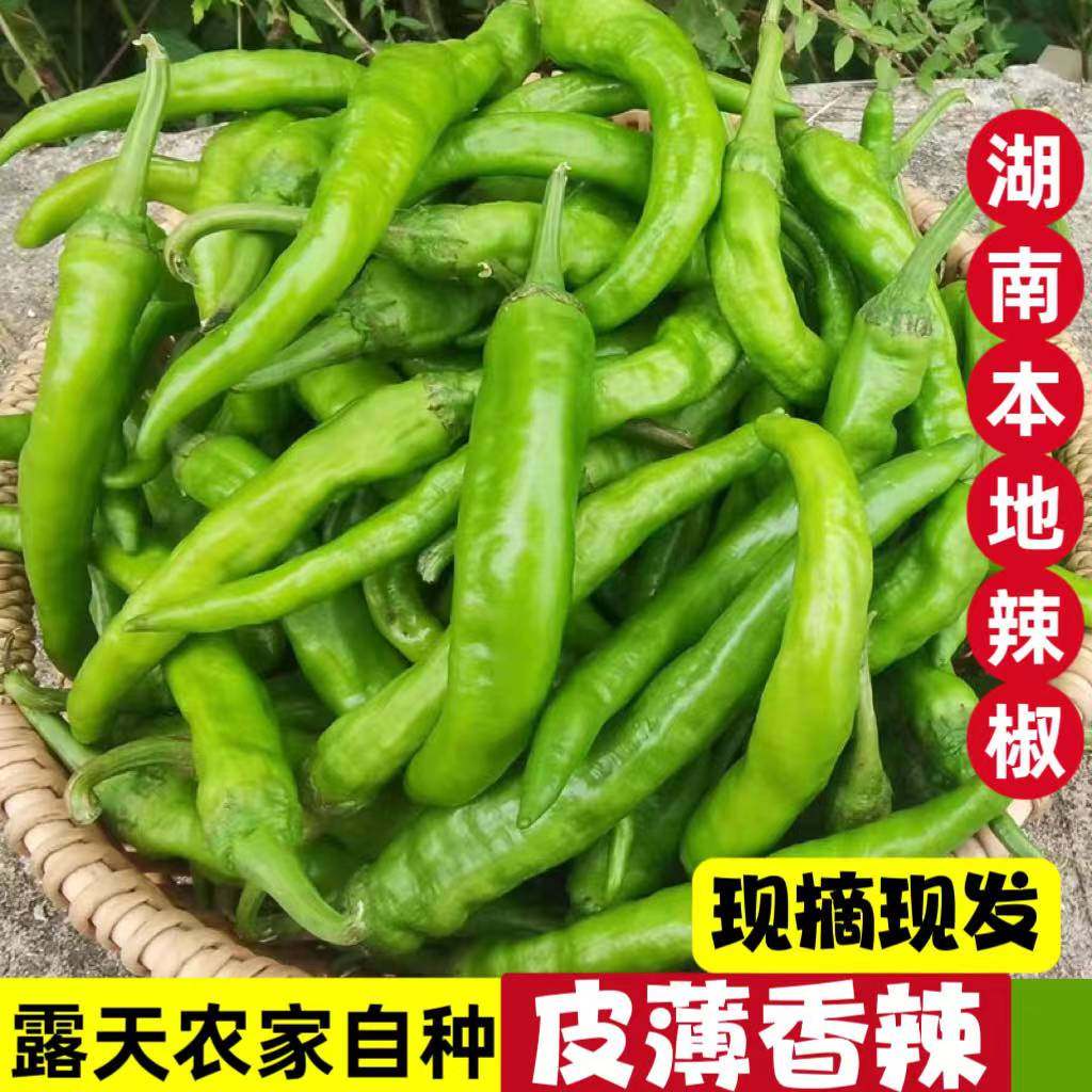 湖南本地大青辣椒新鲜嫩现摘现发农家自种微辣软皱薄皮土青椒辣椒,水产肉类/新鲜蔬果/熟食,辣椒,淘宝优惠券,粉丝福利购,淘宝优惠卷
